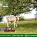 Kajian Aqidah Edisi 118: Sembelihan Adalah Ibadah 1