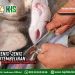Kajian Aqidah Edisi 122: Jenis-jenis Penyembelihan Berdasarkan Tujuannya