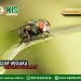 Kajian Aqidah Edisi 128: Masuk Neraka Karena Seekor Lalat
